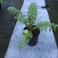 Cyathea Cooperi Revolvulum (weeping Treefern)